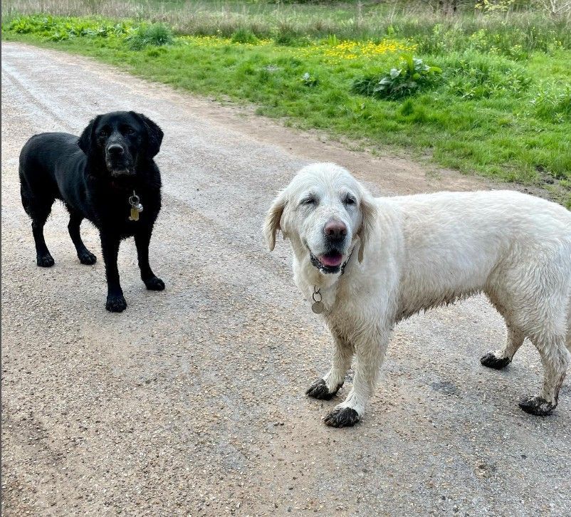 boo guide dog