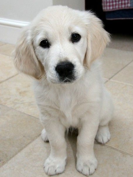Boo, a golden retriever dog, as a puppy