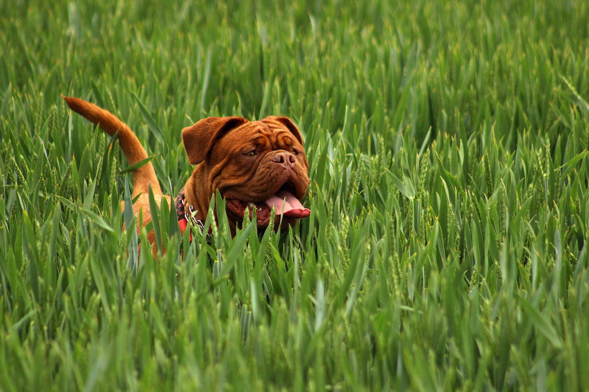 bordeaux mastiff dog animal