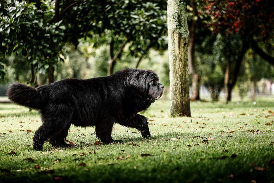 newfoundland dog 6809308 960 720