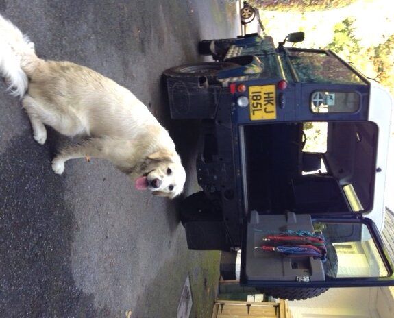 our mutt Boo in Landrover