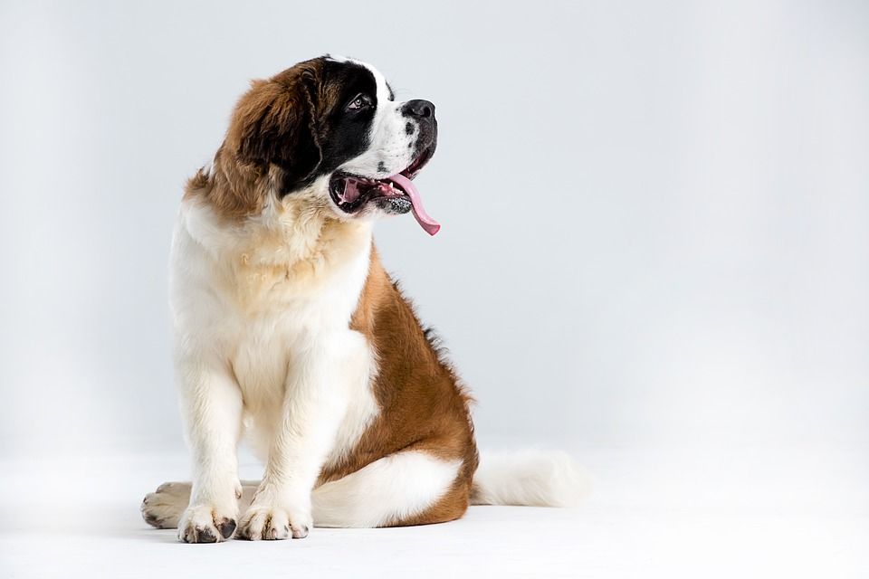 st bernard outdoor 3485788 960 720